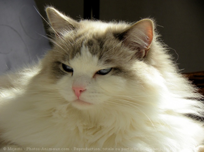 Photo de Ragdoll