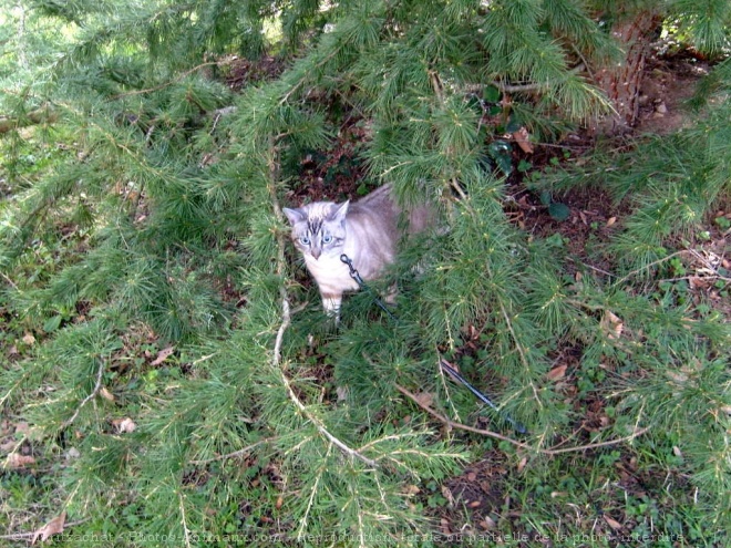 Photo de Chat domestique