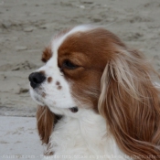 Photo de Cavalier king charles spaniel