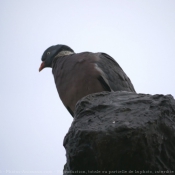 Photo de Pigeon