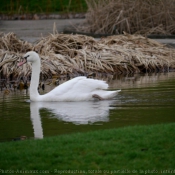 Photo de Cygne