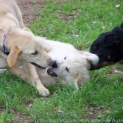 Photo de Races diffrentes