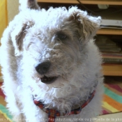 Photo de Fox terrier  poil dur