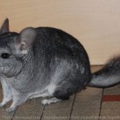 Photo de Chinchilla