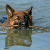 Photo de Berger allemand  poil court