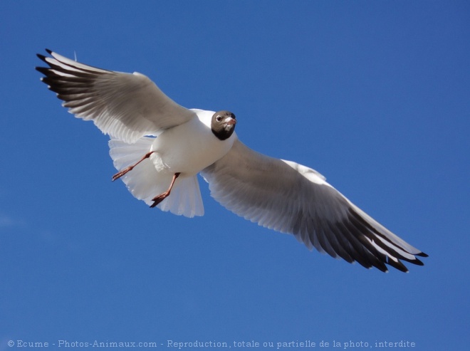 Photo de Mouette