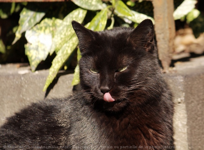 Photo de Chat domestique