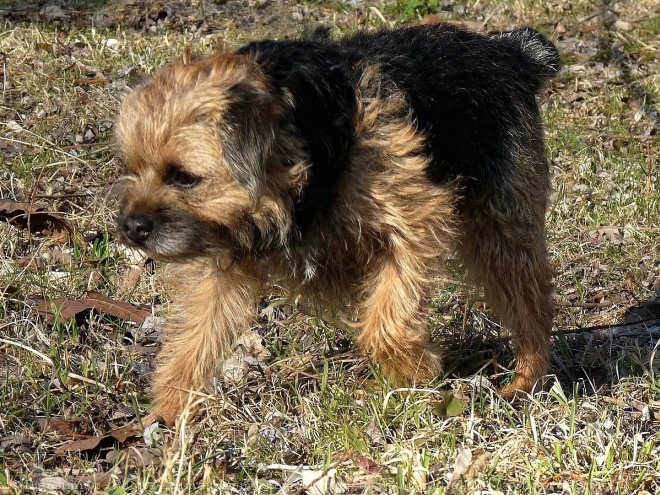 Photo de Border terrier