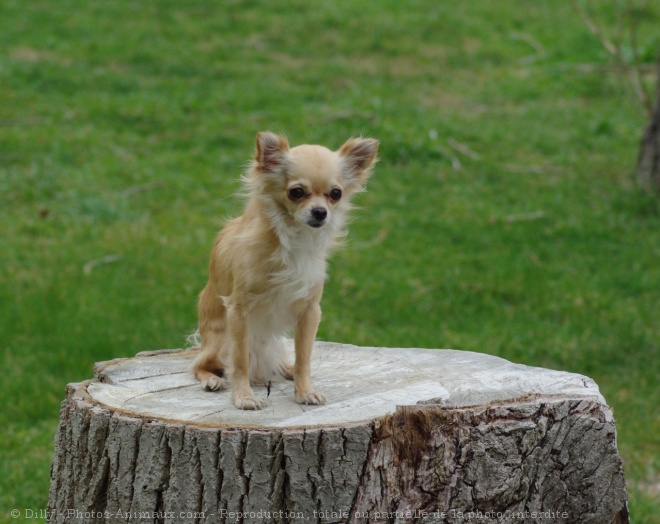 Photo de Chihuahua  poil long