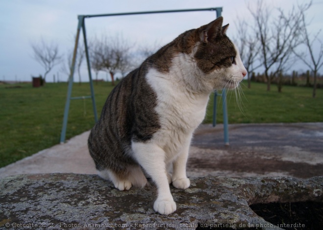 Photo de Chat domestique