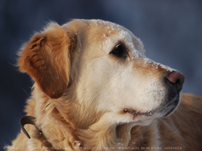 Photo de Golden retriever