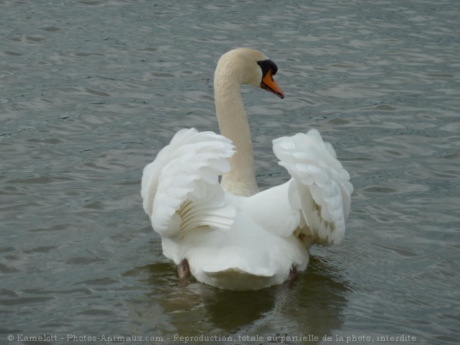 Photo de Cygne