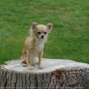 Photo de Chihuahua  poil long