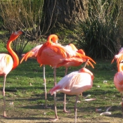 Photo de Flamand rose