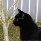 Photo de Chat domestique