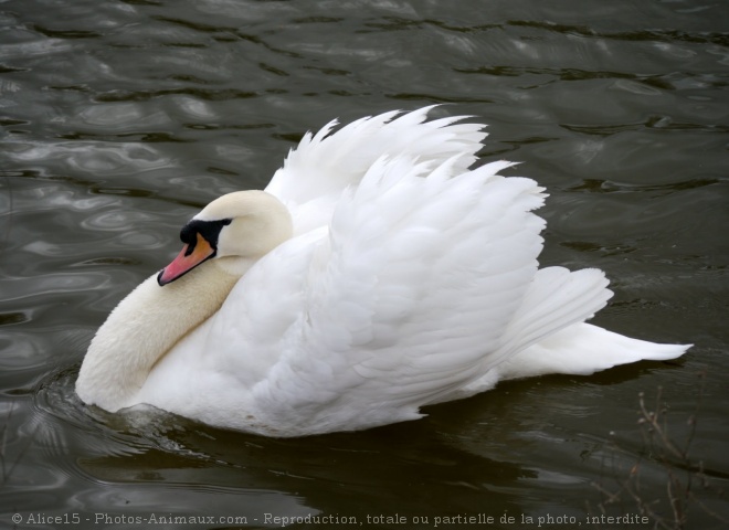 Photo de Cygne