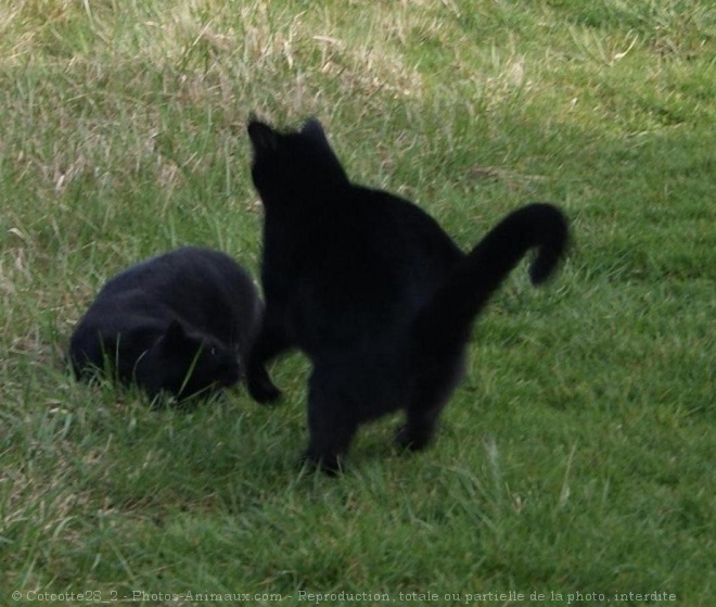 Photo de Chat domestique