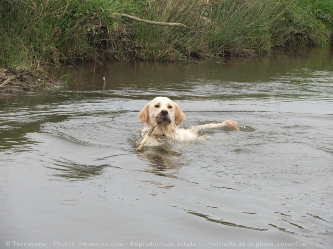 Photo de Golden retriever