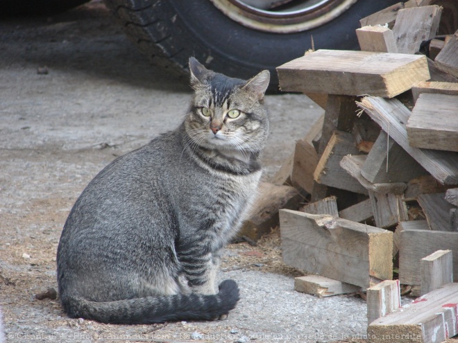 Photo de Chat domestique