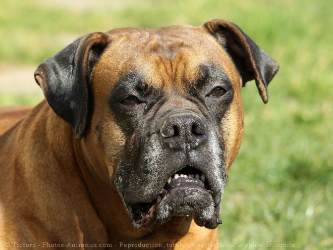 Photo de Boxer