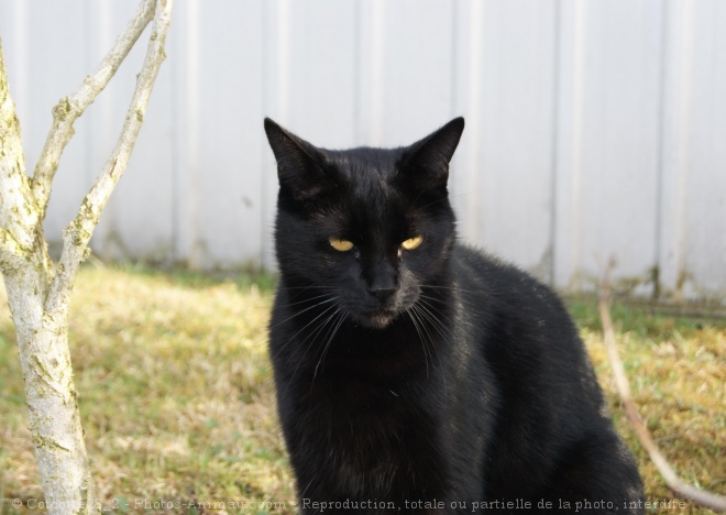 Photo de Chat domestique