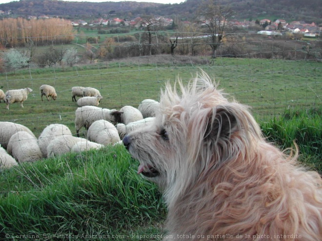 Photo de Chien de berger des pyrenes  poil long