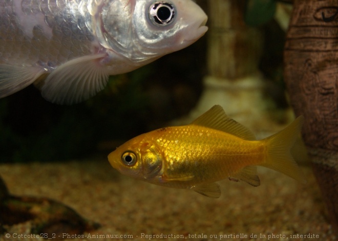 Photo de Poissons rouges