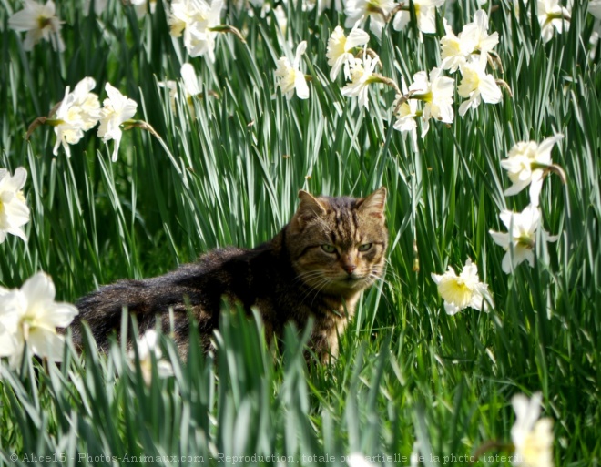 Photo de Chat domestique