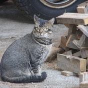 Photo de Chat domestique