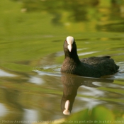 Photo de Foulque macroule