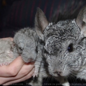 Photo de Chinchilla