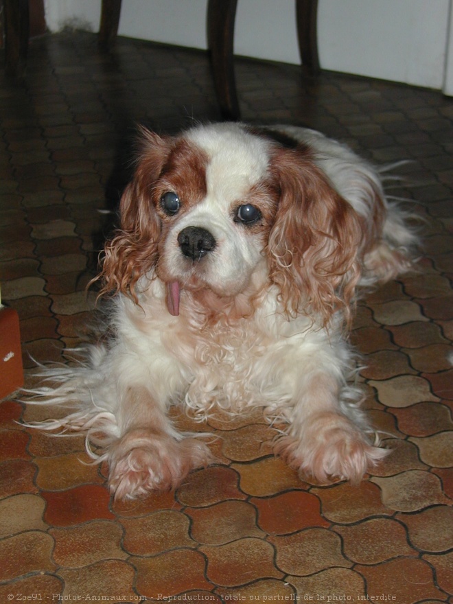 Photo de Cavalier king charles spaniel