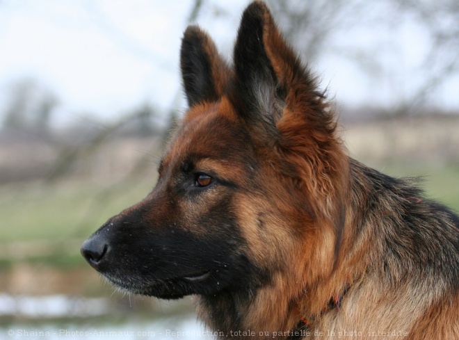 Photo de Berger allemand  poil court