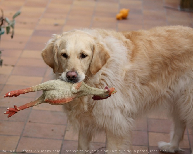 Photo de Golden retriever