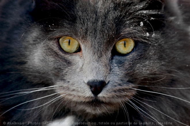 Photo de Chat domestique