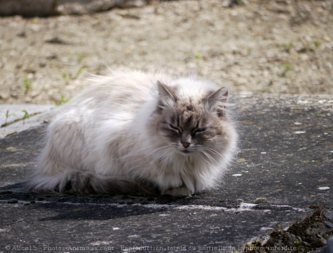 Photo de Chat domestique