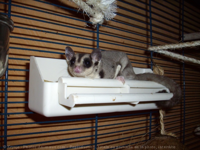 Photo de Sugar glider