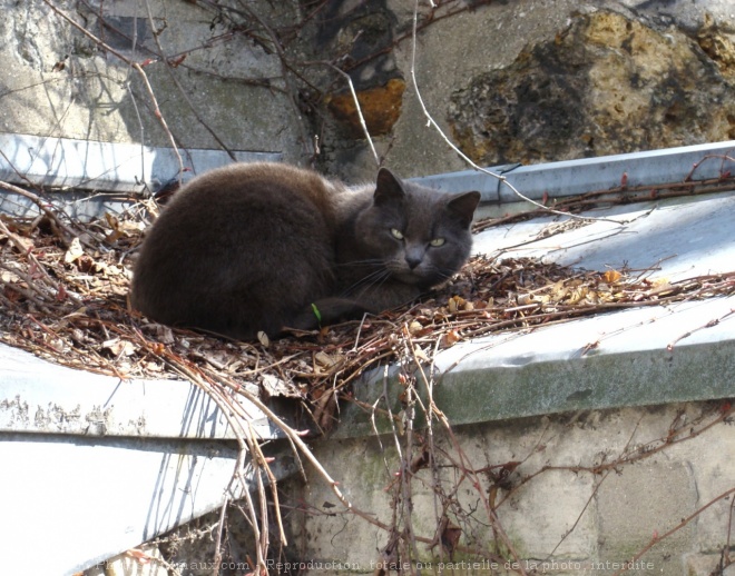 Photo de Chat domestique