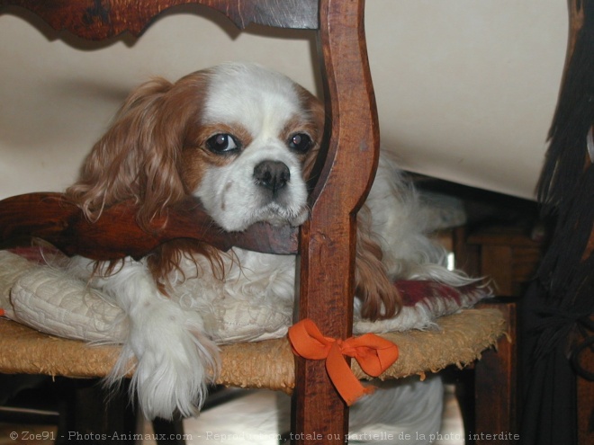 Photo de Cavalier king charles spaniel