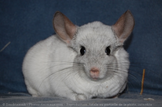 Photo de Chinchilla