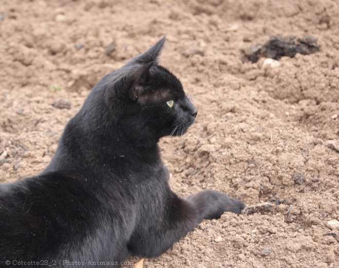 Photo de Chat domestique