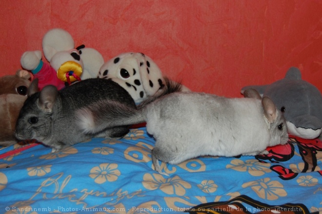 Photo de Chinchilla