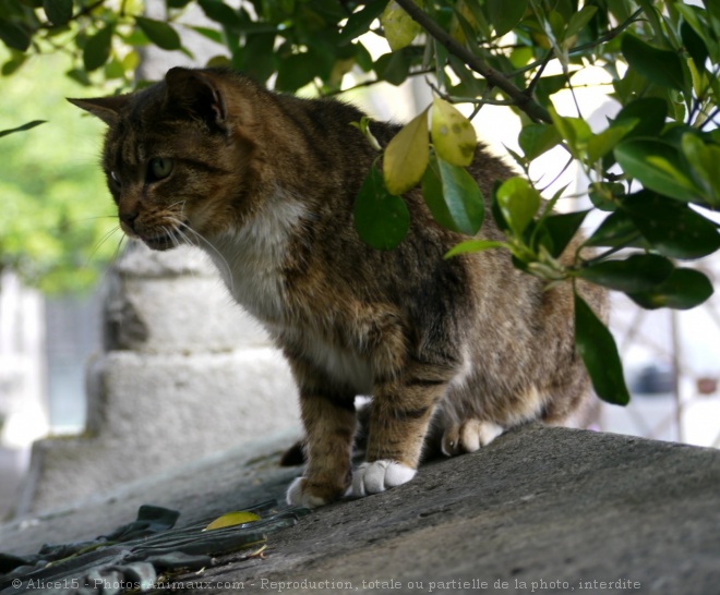 Photo de Chat domestique