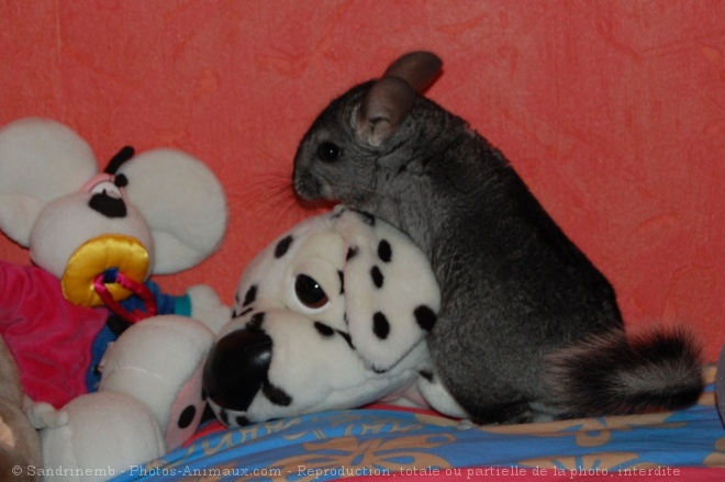 Photo de Chinchilla