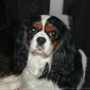 Photo de Cavalier king charles spaniel