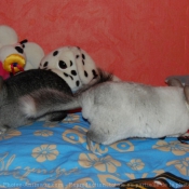 Photo de Chinchilla