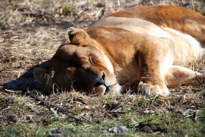 Photo de Lion