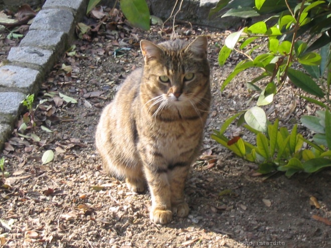 Photo de Chat domestique