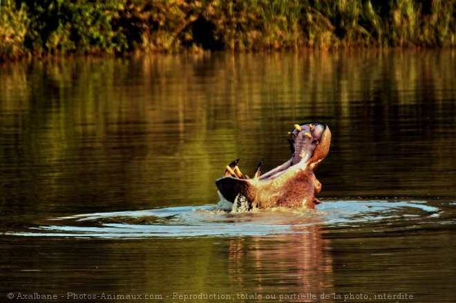 Photo de Hippopotame