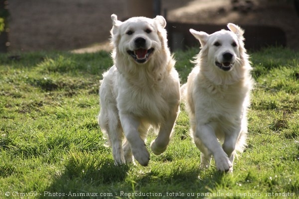 Photo de Golden retriever